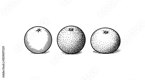 Detailed black and white illustration of three oranges on a white background
