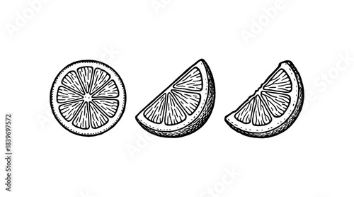 Hand-drawn illustration of sliced citrus fruit, perfect for design projects