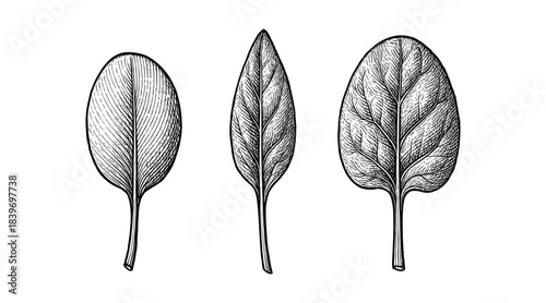 Detailed botanical illustration of three different leaves on a white background