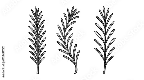 Detailed black and white illustration of rosemary sprigs on a white background