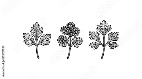 Detailed botanical illustration of parsley leaves in a minimalist black and white style