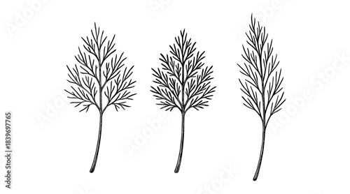 Black and white dill plant illustration on a white background