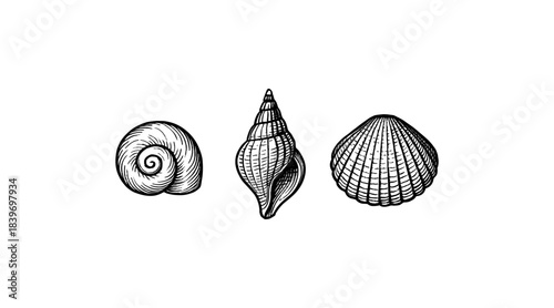 Detailed illustration of three seashells on a white background