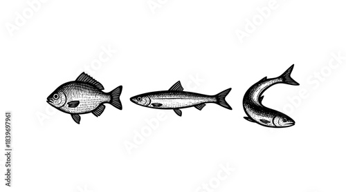 Detailed illustration of three different fish in a vintage engraving style