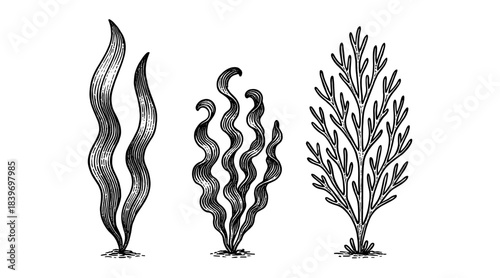 Detailed black and white illustrations of various seaweed species