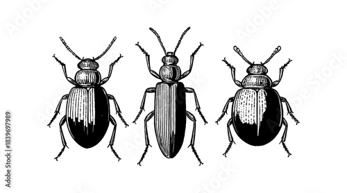 Detailed illustration of three beetles in a vintage engraving style