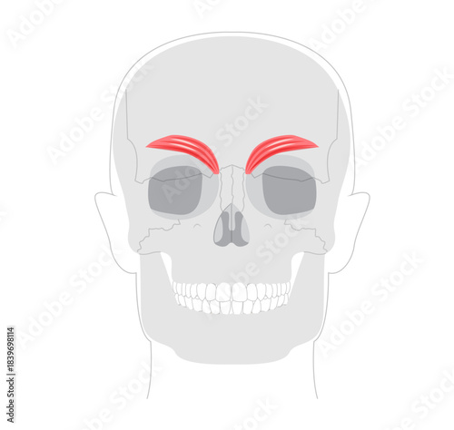 Corrugator supercilii - Human facial muscle shown in anatomy chart, responsible for drawing eyebrows medially and downward, associated with frowning, medical reference, educational