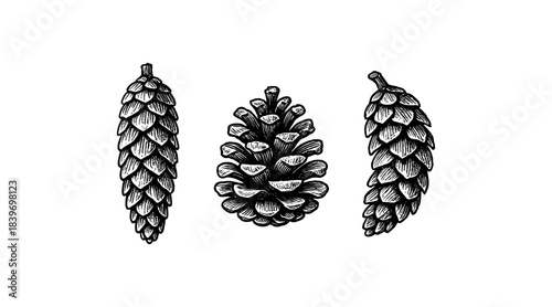 Detailed hand-drawn illustration of pine cones in various perspectives on white