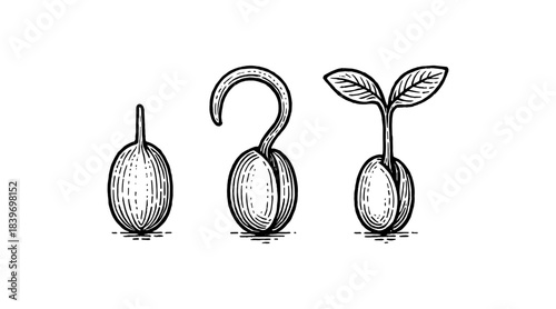 Seed Germination Stages: A Detailed Black and White Illustration