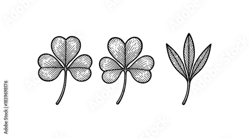 Detailed botanical illustration of shamrocks and leaves on white background