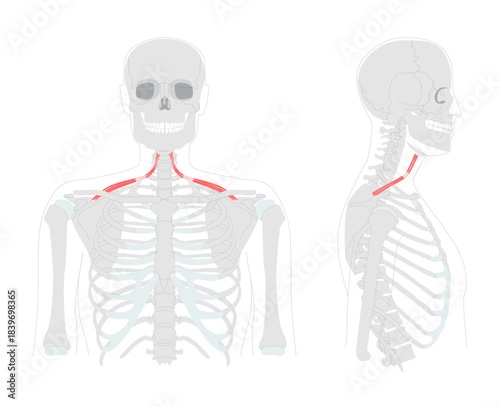 Omohyoid - Neck strap muscle illustrated in diagram, depresses and retracts hyoid bone, involved in neck tension regulation, vital for anatomy and physiology learning