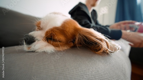 Serene spaniel resting quietly on soft sofa under warm sunlight