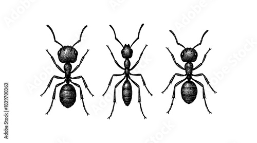 Detailed illustration of three ants in a row, isolated on a white background