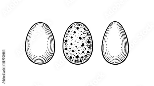 Three detailed egg illustrations in a vintage engraved style, isolated on white