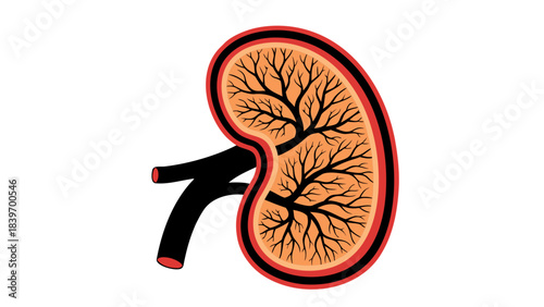 Cross Section Of A Human Kidney Illustrating Renal Cortex And Medulla With Branching Arteries And Veins Against A Stark Black Background