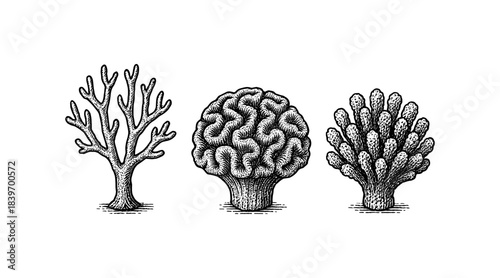 Intricate Pen and Ink Drawings of Trees, Brain, and Coral on White