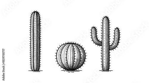 Hand-drawn cactus illustrations in black and white, perfect for design projects