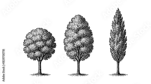 Detailed Pen and Ink Drawings of Three Different Tree Styles on White