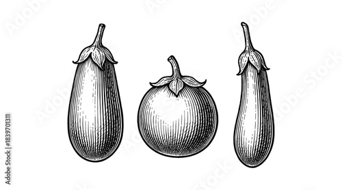 Detailed Engraved Illustration of Eggplant Varieties on White Background