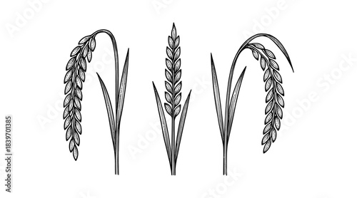 Detailed illustration of rice plants in a vintage engraving style