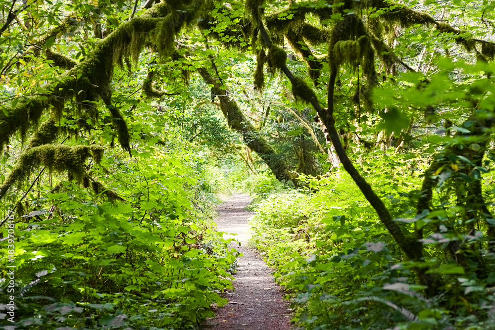 Fototapeta premium Lush moss-covered forest trail in Washington’s wilderness, surrounded by vibrant green foliage and sunlight filtering through dense branches.