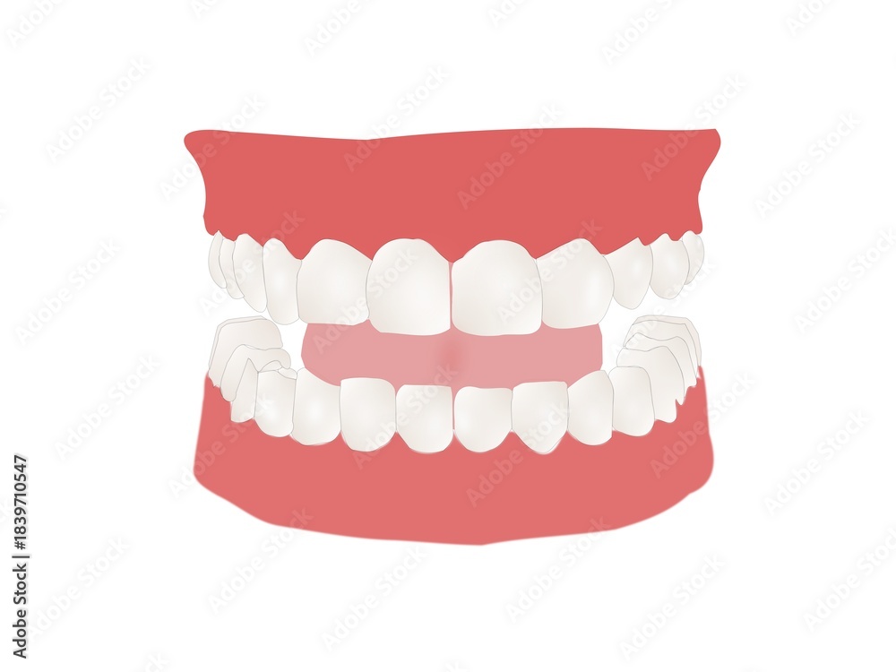 Obraz premium Detailed Vector Illustration of Human Teeth and Gum Displaying Upper and Lower Jaws, Perfect Dental Arch, Dental care.