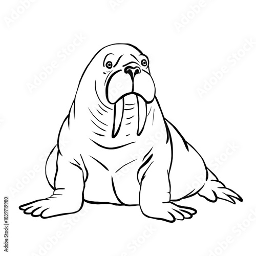 Illustration of a walrus