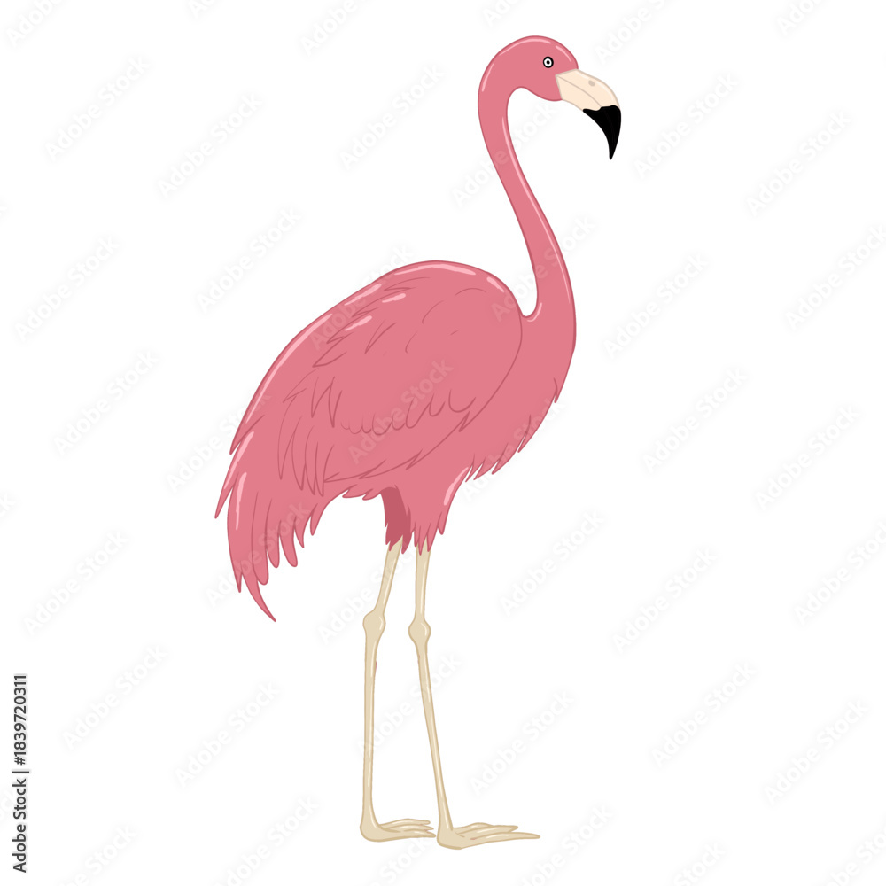 Fototapeta premium pink flamingo isolated on white