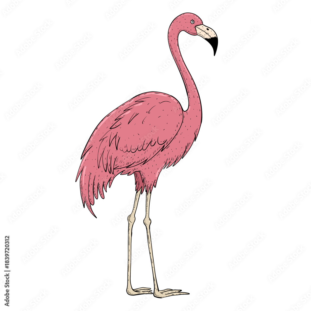 Fototapeta premium illustration of a flamingo