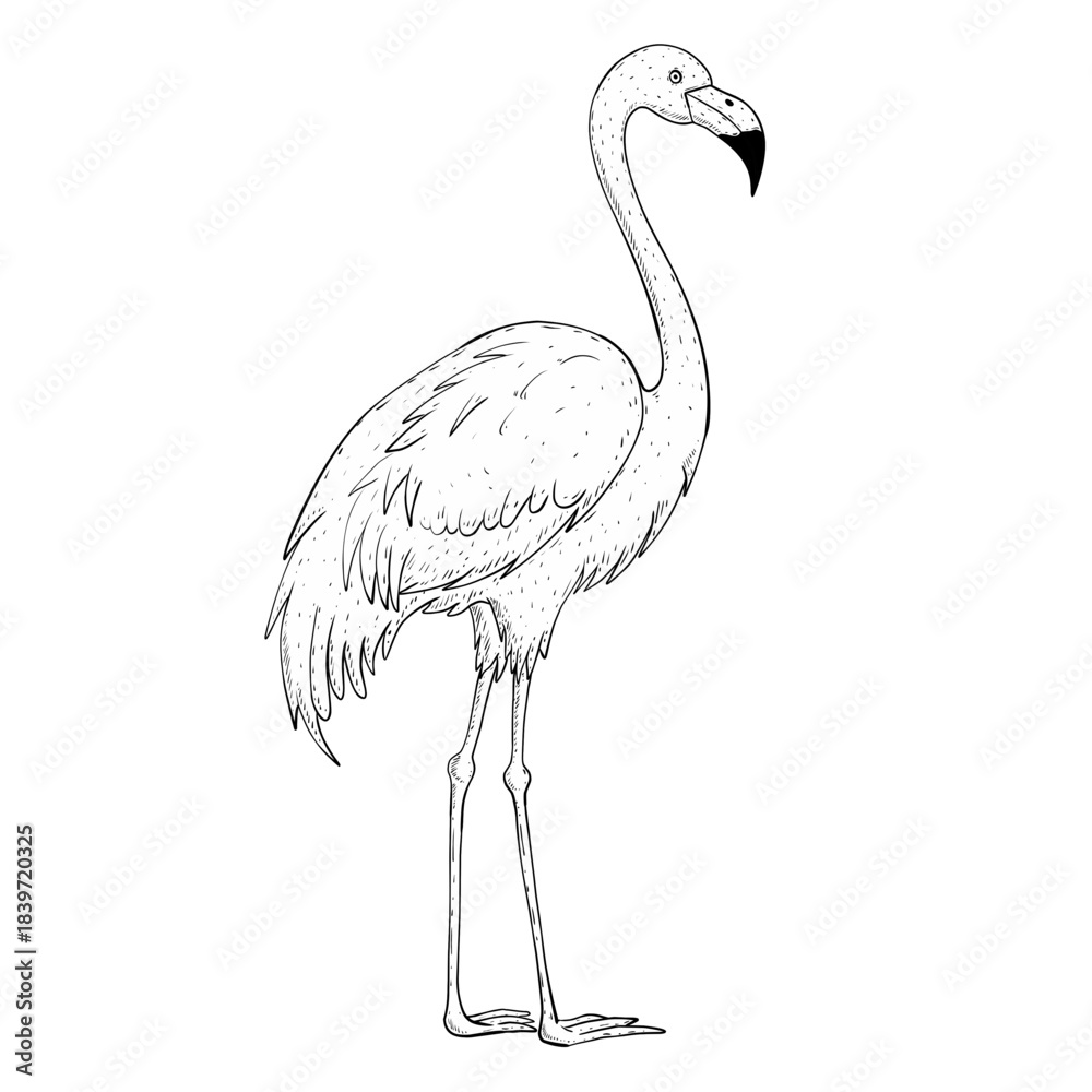 Fototapeta premium Sketch illustration of a flamingo