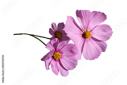 Cosmos flowers, cut-out, png, no bg, silo