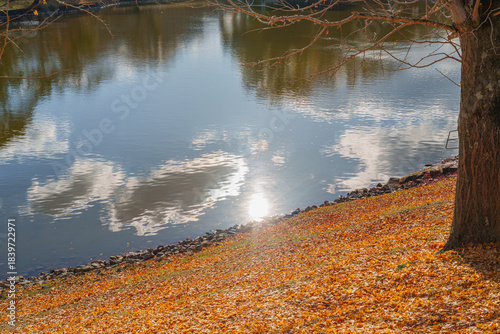 紅葉した落ち葉と大仏池　2025年12月5日 撮影（奈良市）