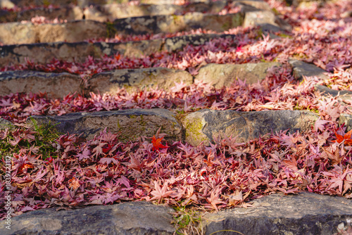 紅葉した楓の落ち葉と石階段　2025年12月5日 撮影（奈良市）