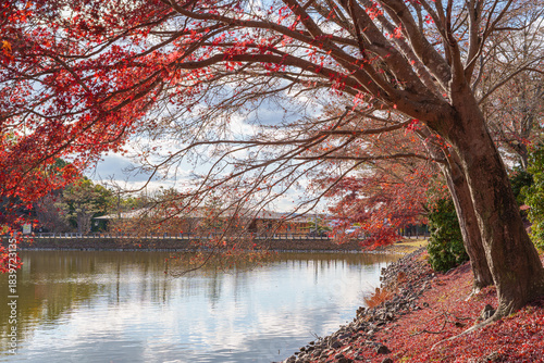 紅葉した楓の木と大仏池　2025年12月5日 撮影（奈良市）