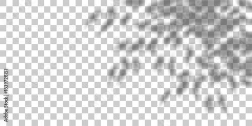 Flower shadow in spring room, tree leaves bg overlay. Light cast tropic plant 3d gobo flatlay. Transparent shade png element, summer branches on white wall. Floral sun texture, window beams mockup