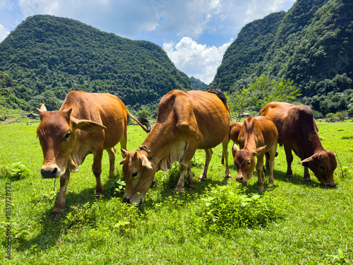 Cows on the meadow eat grass