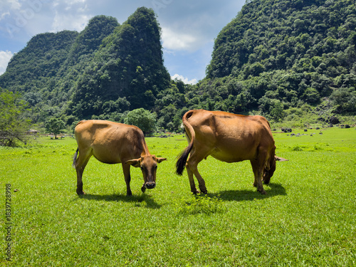 Cows on the meadow eat grass