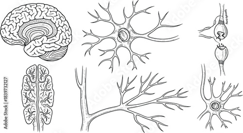 Brain and neuron anatomy illustrations showing synapse and neural structures