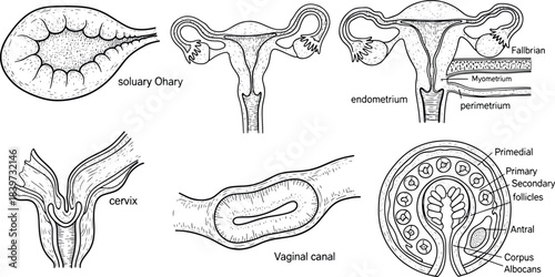 Female reproductive system anatomy illustrations with uterus, ovaries, cervix and follicles