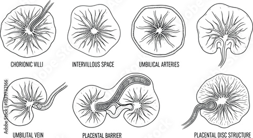 Placenta anatomy diagram set showing villi, arteries, veins, and placental structures