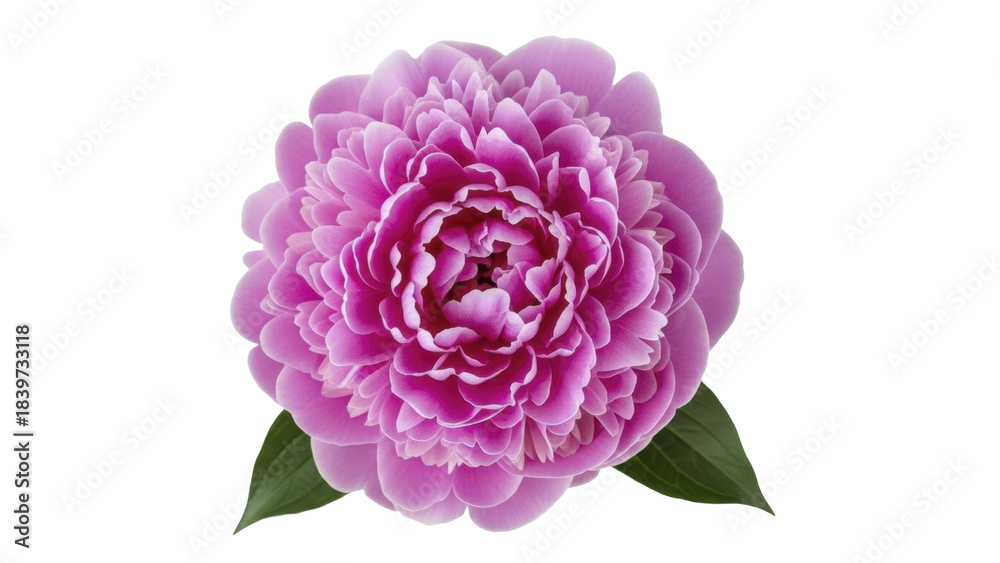 Obraz premium Vibrant Pink Peony Flower with Green Leaves on a Transparent Background PNG image