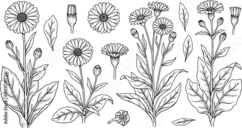 Detailed botanical illustration of various dandelion-like plants, showing blossoms, buds, and leaves