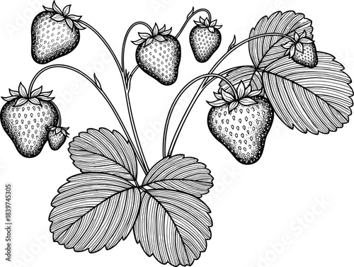 Detailed botanical strawberry plant illustration with ripe berries, intricate leaves, natural garden elements, hand-drawn vector style, perfect for organic food designs and botanical artwork