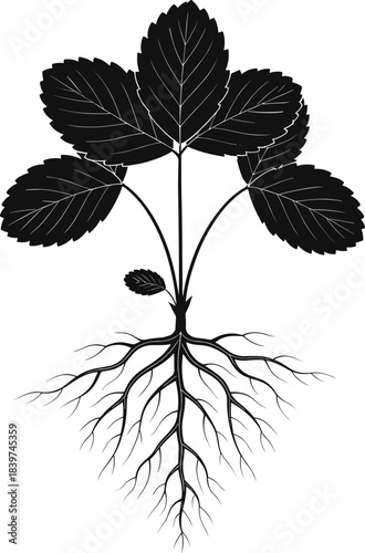 Detailed strawberry plant silhouette with roots, botanical vector illustration showcasing leaves, stem, and underground root system,