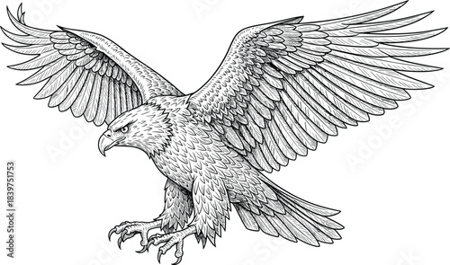 Detailed eagle illustration with wings spread wide, powerful bird of prey drawing, fierce flying raptor, hand-drawn feathered wildlife artwork