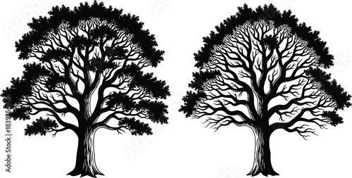 Tree, illustration, black and white, sketch, nature, botanical, foliage, branches, trunk, art, drawing, comparison, sparse, dense, silhouette