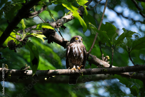 Foto A striking, detailed of a Brown Hawk owl, Brown boobook perched on a dark, mossy branch, set against a beautifully soft, blurred background of lush green tropical foliage