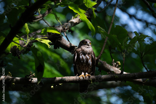 Schilderij op canvas A striking, detailed of a Brown Hawk owl, Brown boobook perched on a dark, mossy branch, set against a beautifully soft, blurred background of lush green tropical foliage