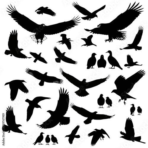 Black silhouettes of various birds in flight isolated on