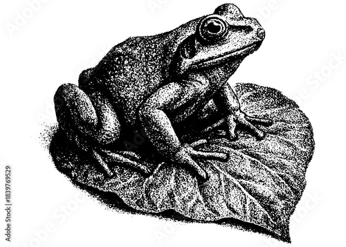 Engraving Frog on Leaf — Vintage Stipple Illustration